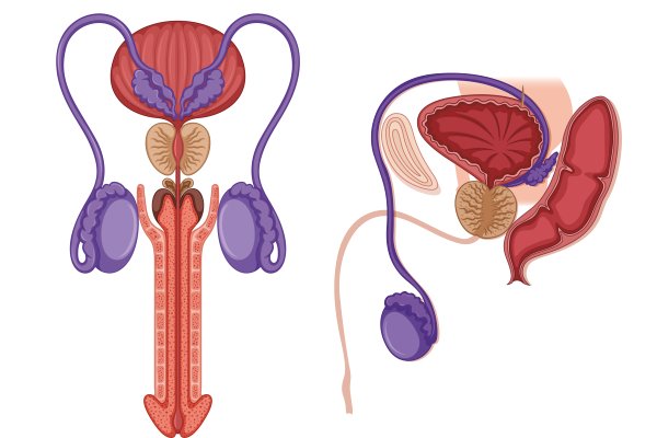 Microscopic Testicular Sperm Extraction (MicroTESE) procedure in operating room